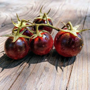 Helsing Junction Blues Cherry Tomato Helsing Junction Blues Cherry Tomato