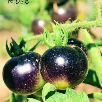 Indigo Rose Cherry Tomato Indigo Rose Cherry Tomato