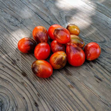 Indigo Ruby Cherry Tomato Indigo Ruby Cherry Tomato