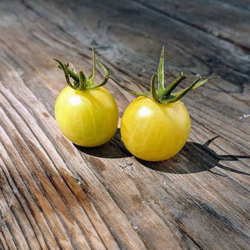 Iva’s Sweet White Cherry Tomato Iva’s Sweet White Cherry Tomato