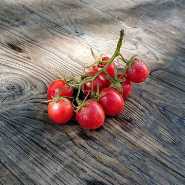 Klostertomate aus Vallerone Cherry Tomato Klostertomate aus Vallerone Cherry Tomato