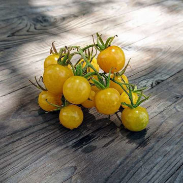 Lemon Drop Cherry Tomato Lemon Drop Cherry Tomato