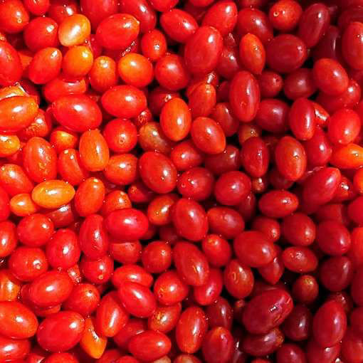 Mini Parvula Cherry Tomato