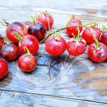 Painted Pink Cherry Tomato Painted Pink Cherry Tomato