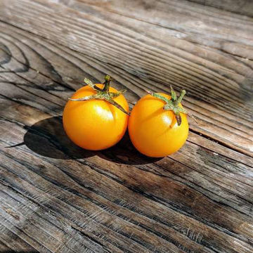 Potatoleaf Variegated Cherry Tomato Potatoleaf Variegated Cherry Tomato
