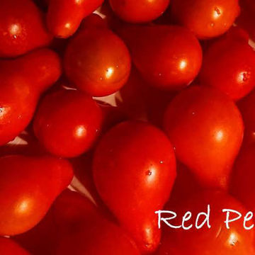 Red Pear Cherry Tomato Red Pear Cherry Tomato