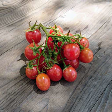 Rosalita Cherry Tomato Rosalita Cherry Tomato