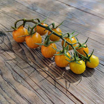 Sungold Select 2 Cherry Tomato Sungold Select 2 Cherry Tomato