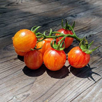 Sunrise Bumblebee Cherry Tomato Sunrise Bumblebee Cherry Tomato