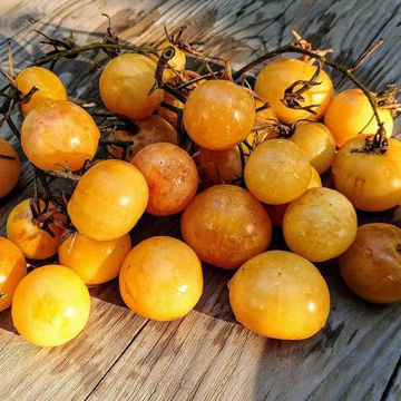 Amethyst Cream Cherry XL Tomato Amethyst Cream Cherry XL Tomato