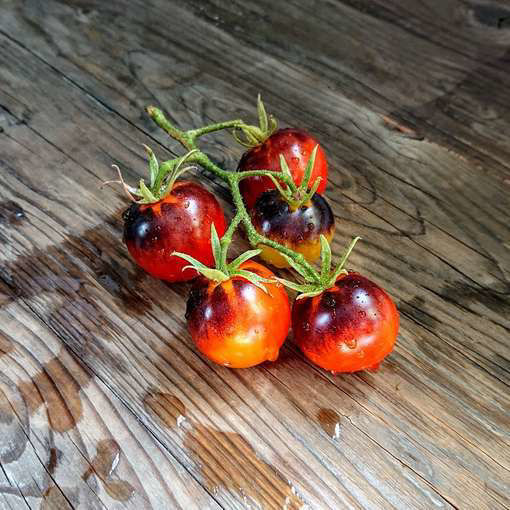 Ananas Bleu Cherry Tomato