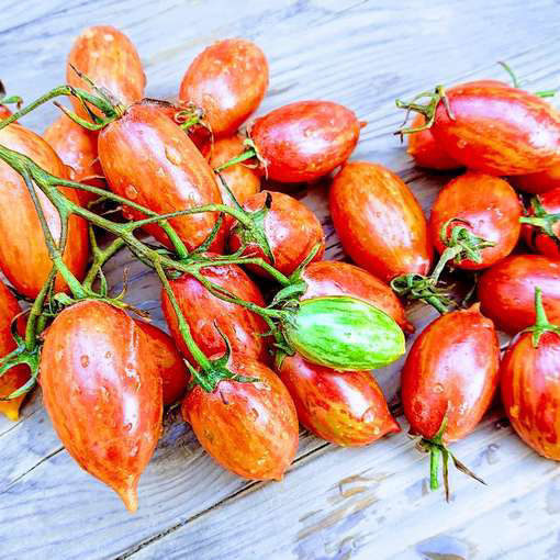 Artisan Red Tiger Cherry Tomato