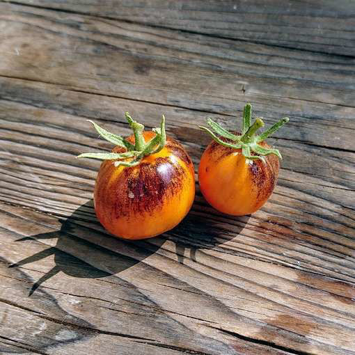 Atomic Sunset Cherry Tomato