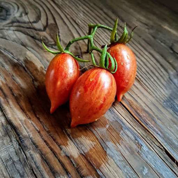 Candy Sweet Icicle Cherry Tomato Candy Sweet Icicle Cherry Tomato