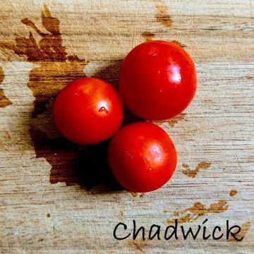 Chadwick Cherry Tomato Chadwick Cherry Tomato