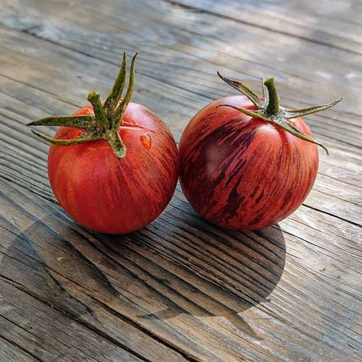 Dwarf Striped Balkan Tiger Cherry Tomato