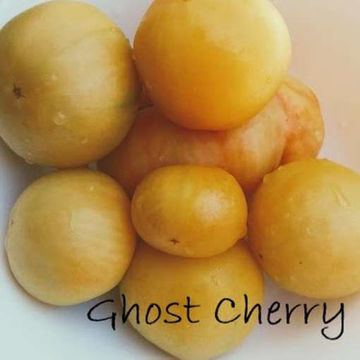 Ghost Cherry Tomato Ghost Cherry Tomato