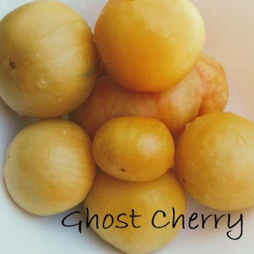 Ghost Cherry Tomato