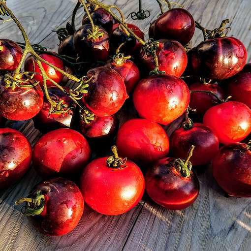 Jolie Coeur Cherry Tomato