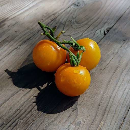 Orange Bourgoin Cherry Tomato