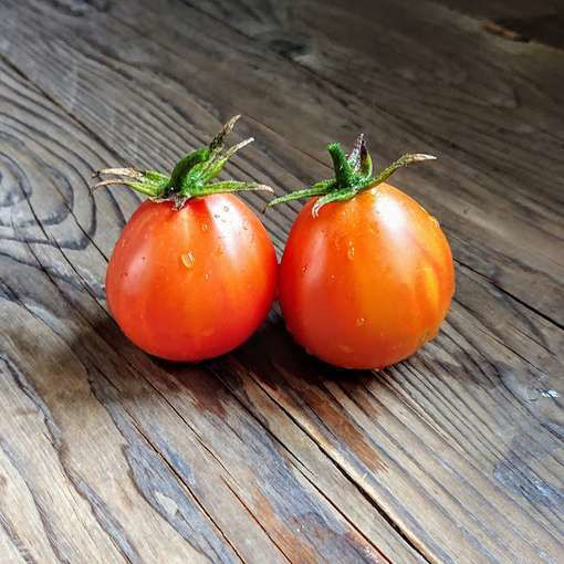 Piedmont Pear Cherry Tomato