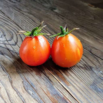 Piedmont Pear Cherry Tomato Piedmont Pear Cherry Tomato