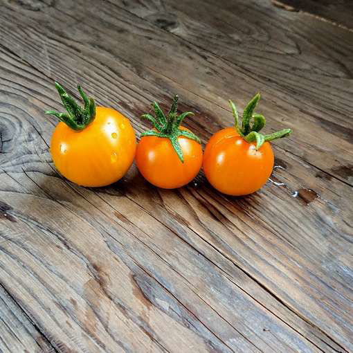 Schönhagen Frühe Cherry Tomato