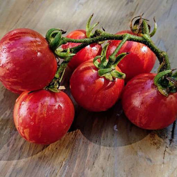 Vernissage Pink Cherry Tomato Vernissage Pink Cherry Tomato