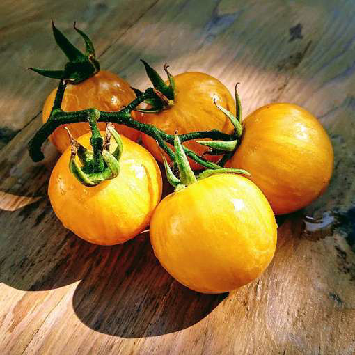 Vernissage Yellow Cherry Tomato