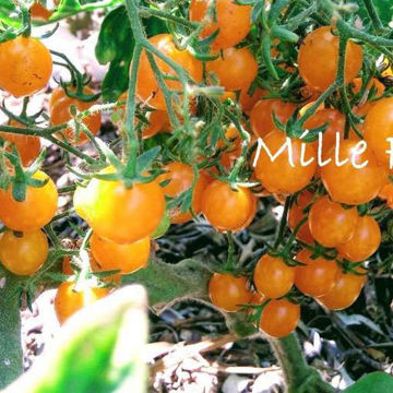 Mille Fleur Cherry Tomato Mille Fleur Cherry Tomato