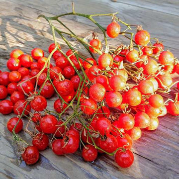 Myriam Cherry Tomato Myriam Cherry Tomato