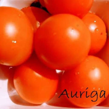Auriga Tomato Auriga Tomato