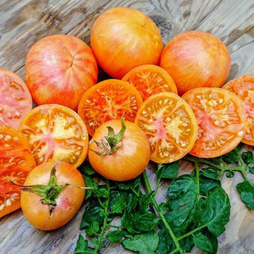 Beauty Queen Tomato Beauty Queen Tomato