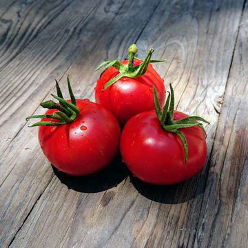 Bonny Best Tomato Bonny Best Tomato