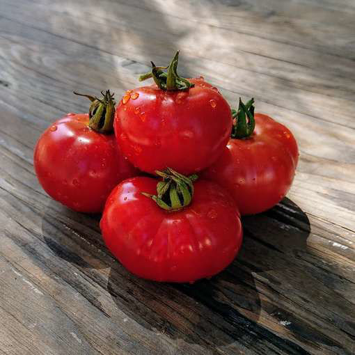 Bowen Buckeye Tomato