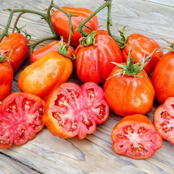 Canestrino di Lucca Tomato Canestrino di Lucca Tomato