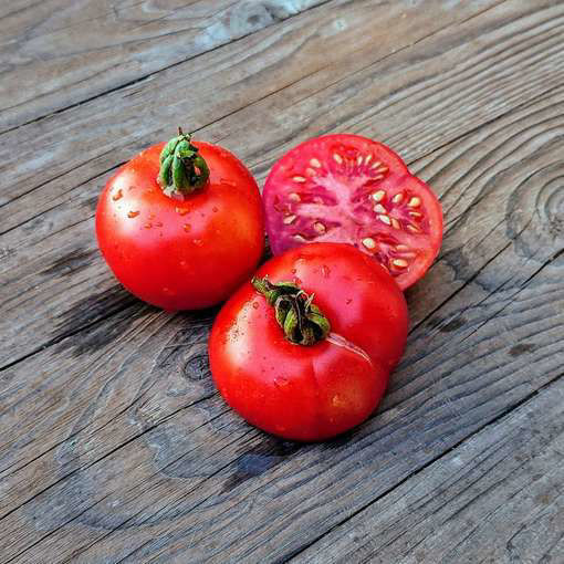 Dansk Export Tomato