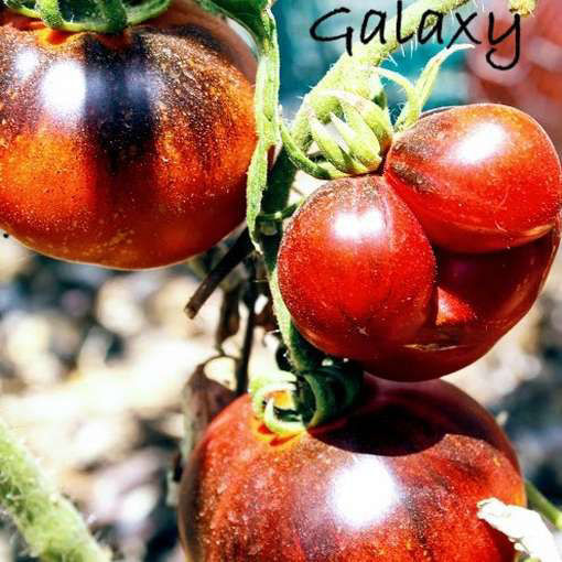 Dark Galaxy Tomato