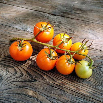 Finnish Yellow Tomato Finnish Yellow Tomato