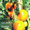 Golden Queen Tomato