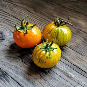Golden Tiger Tomato Golden Tiger Tomato