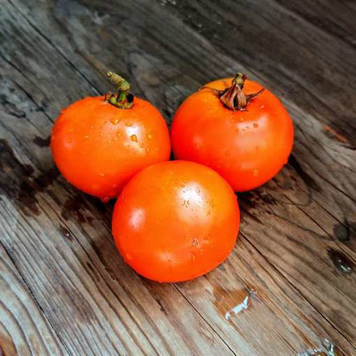 Ilses Orange Latvian Tomato