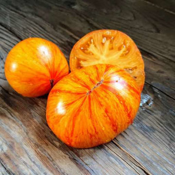 Kozula 60 Tomato Kozula 60 Tomato