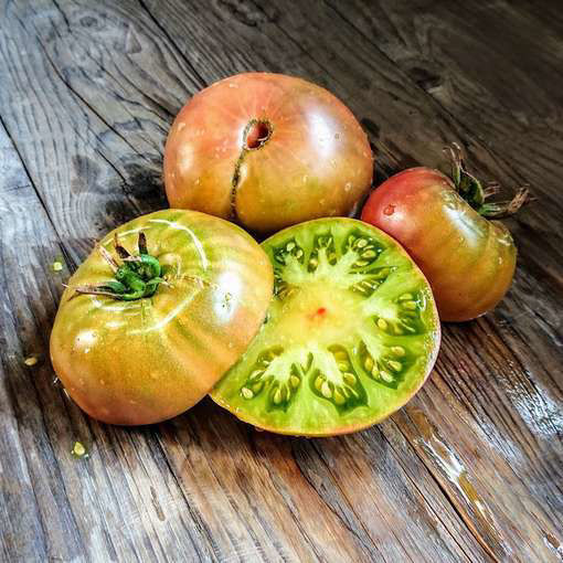 Kozula 72 Tomato