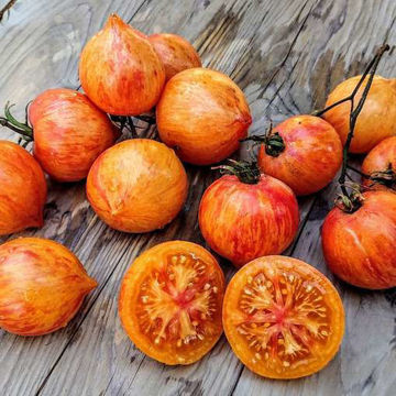 Kozula 133 - Striped Pointed Pink Tomato Kozula 133 - Striped Pointed Pink Tomato