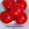 Moneymaker Tomato