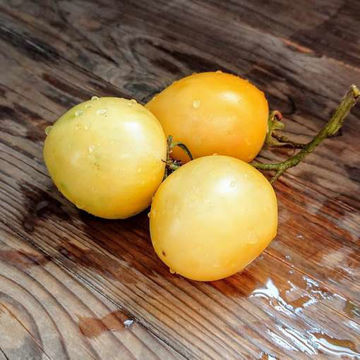 New Moon Tomato New Moon Tomato