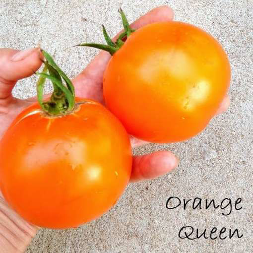 Orange Queen Tomato