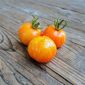 Painted Lady Tomato Painted Lady Tomato