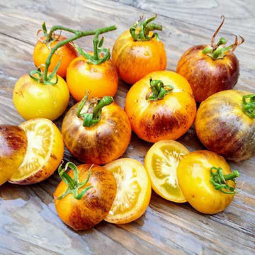 Pansy Ap Tomato Pansy Ap Tomato